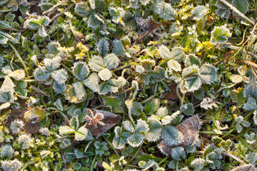 Glaze on blades of grass texture. Icing on grass in winter. Surface of frost cover on green. Ice coating on morning lawn. Freezing on garth. Frozen dew on winter mound, background image. Winter lawn