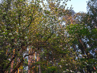Trees in a green forest.