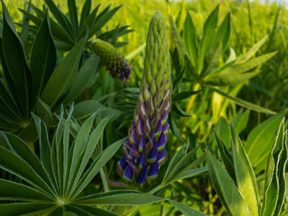 Lupine in a field. 