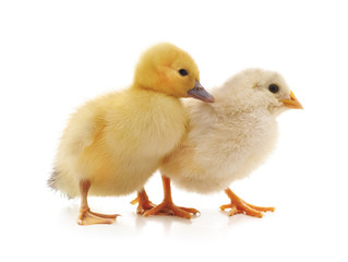 Small chicken and duck.