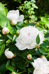 Close-up of white peony on green garden background © tynza