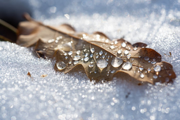 Different stages of life. Frozen oak leaf on ice background. Time step of changes in young leaves. Concept of death in old age, aging. Natural texture. Art everywhere concept.