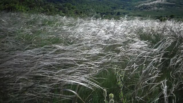 Stipa lessingiana (Needle Grass, Long grass) swaying in the wind from the steppe in the Landscape Park on the bank of the Tiligul estuary. Rare plant, the Red Book of Ukraine