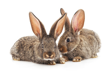Two small rabbits.