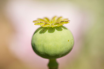 Flowers and seed pods of opium poppy plant