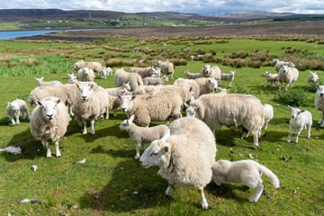 Isle of Skye Schottland Landschaft