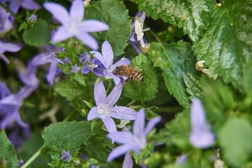Biene in einer Polster-Glockenblume