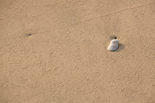 Sand and shell on the beach, abstract texture background-image