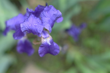 Closeup of purple iris flowers with dew drops close-up and blurred background