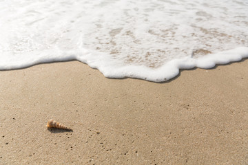 Fototapeta na wymiar Sea wave bubble and shell on clean sand beach