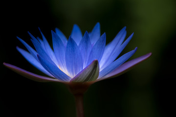 Fototapeta premium 睡蓮