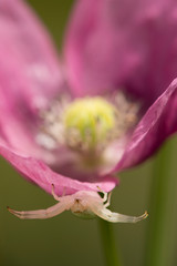 Crab spider on opium poppy flower