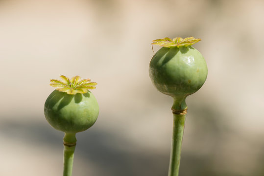 Flowers and seed pods of opium poppy plant