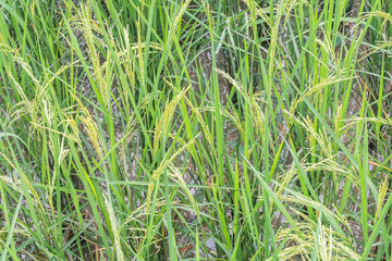 Obraz premium Rice Field In Thailand green rice farm, Green Background
