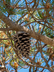 pinecone in a tree with blue sky