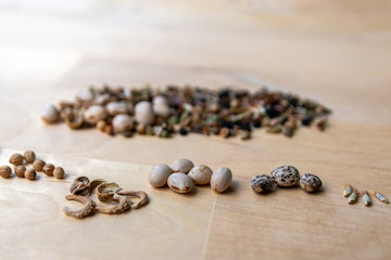 Saatmischung verschiedener Samen von Wiesenblumen und Wildblumen sorgen für einen Blumenteppich von Frühling über Sommer bis zum Herbst