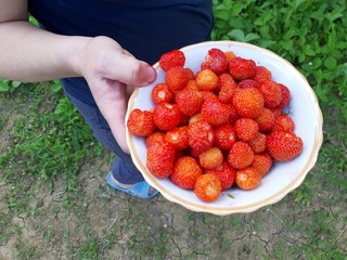 A plate full of strawberries during harvest.