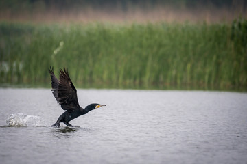 Isolated Great Cormorant in the wild- Danube Delta Romania