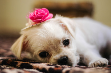 Filhote em Exposi&ccedil;&atilde;o