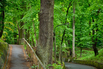 A footpath with a wooden railing and a street under the canopy of many beautiful green springtime trees in the city