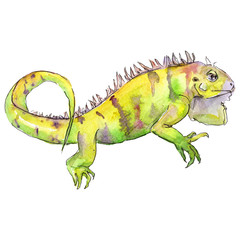 Exotic iguana wild animal in a watercolor style isolated. Aquarelle wild animal for background.