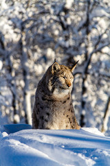 Close up of Lynx sitting in the snow IV