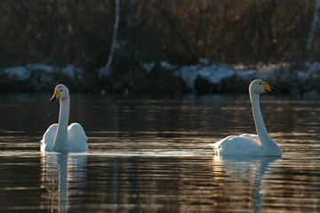 Russia. Altai territory. Protected freezing lake near the village of harvest in which live...