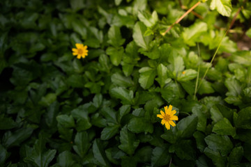 yellow flowers in garden