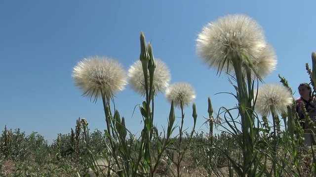 Tragopogon, also known as goatsbeard or salsify (Tragopogon pratensis)