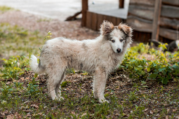 Fototapeta premium white dog on grass