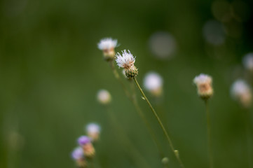 bee on a flower