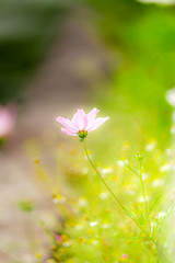 午後の日差しと秋桜