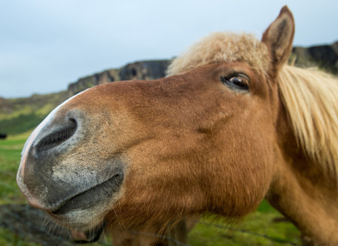 Funny icelandic curious horse looking at the camera. Selective focus on the nose.