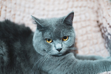 grey british short hair kitten