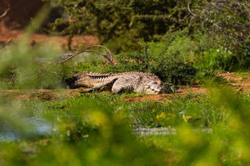 Nilkrokodil (Crocodylus niloticus) in Namibia