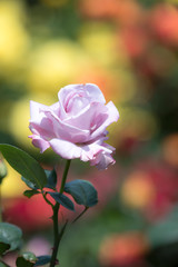 Fototapeta na wymiar 薔薇の花