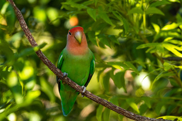 Rosenköpfchen (Agapornis roseicollis)