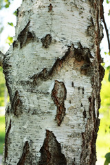 white, young birches in the Russian forest