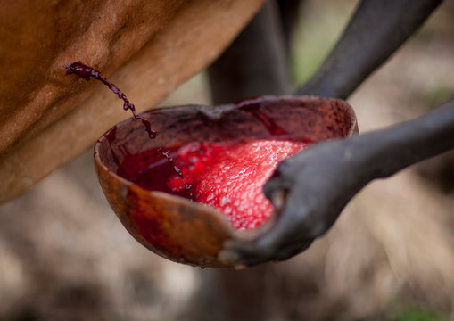 Suri man collecting blood from a cow in a calabash, Turgit village, Omo valley, Ethiopia