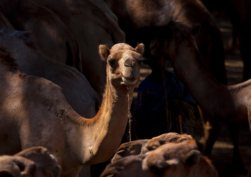 Camel market, Bati, Amhara region, Ethiopia
