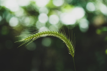green spike and seeds in summer