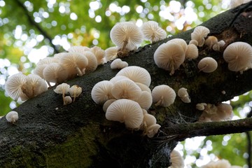 Mushrooms growing on a tree in the forest