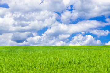 picturesque view of trees growing on green field with white fluffy clouds on blue sky at sunny day