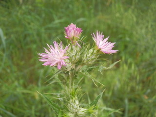 Obraz premium アザミ