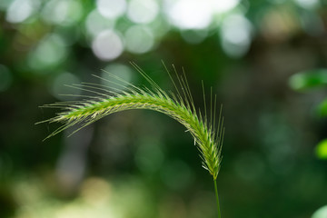 green spike and seeds in summer