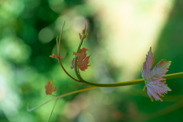green vine leaf in garden