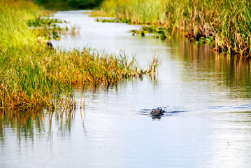 Approaching Alligator swimming in water in Everglades National Park