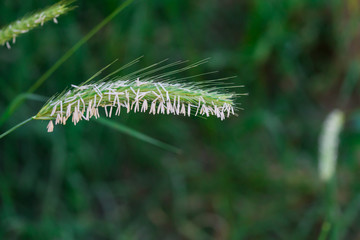 green spike and seeds in summer