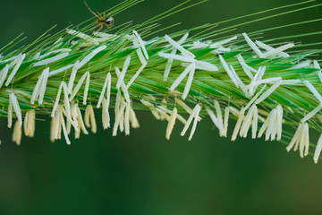 green spike and seeds in summer