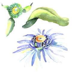 White daisy floral botanical flowers. Watercolor background illustration set. Isolated daisies illustration element.